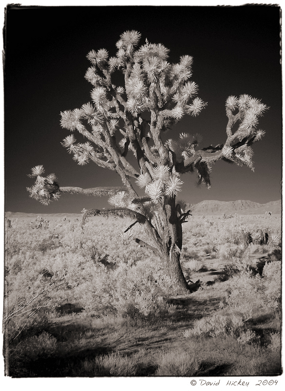 Joshua Tree Infrared in the Mojave Desert, CA � Dave Hickey